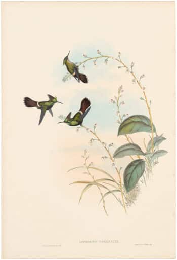 Gould Hummingbirds, Pl. 125, Peruvian Coquette