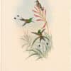 Gould Hummingbirds, Pl. 126, Racket-tail