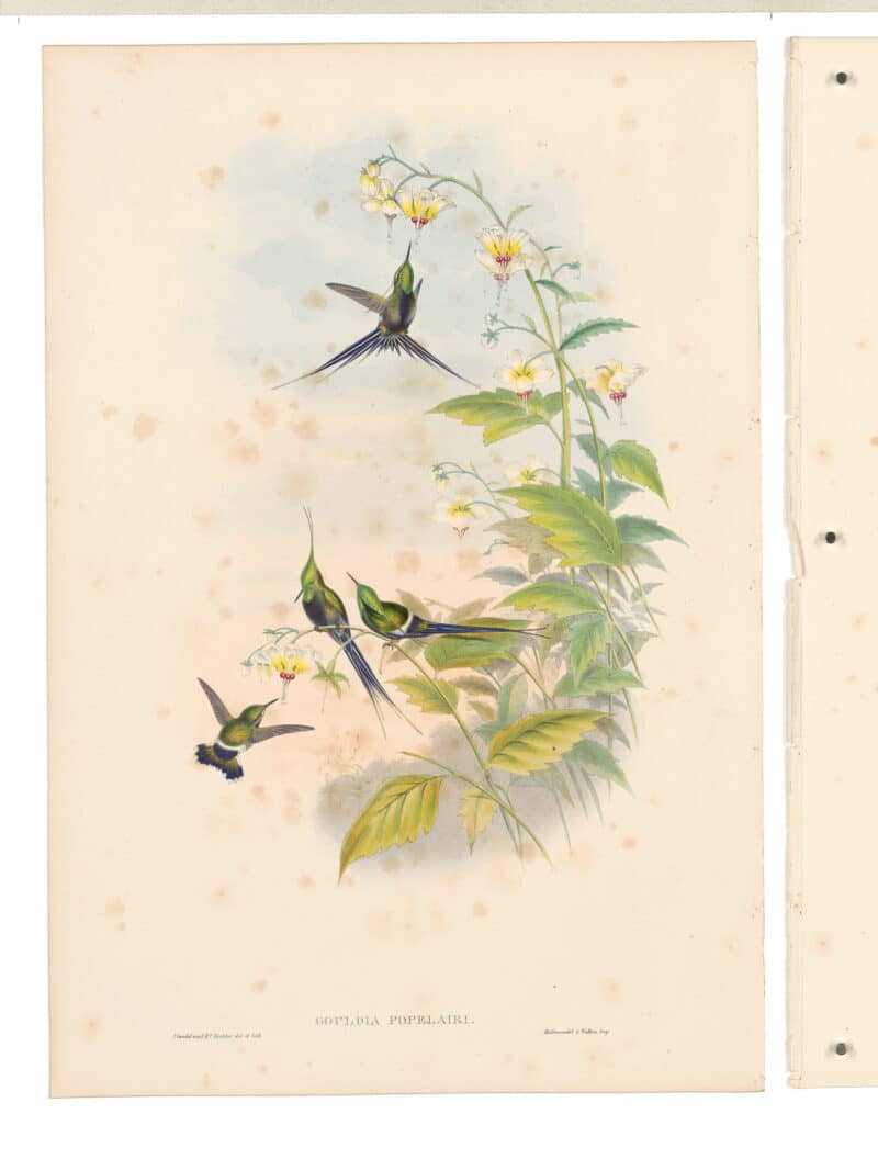 Gould Hummingbirds, Pl. 127, Popelaire's Thorn-tail