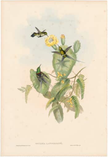 Gould Hummingbirds, Pl. 128, Langsdorff's Thorn-tail