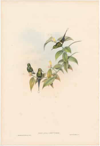 Gould Hummingbirds, Pl. 129, Conver's Thorn-tail