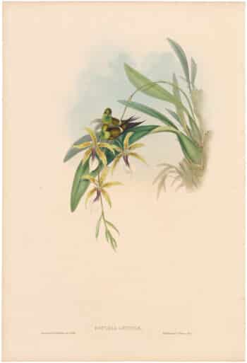 Gould Hummingbirds, Pl. 130, Letitia