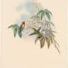 Gould Hummingbirds, Pl. 131, Ruby-throated Humming-Bird