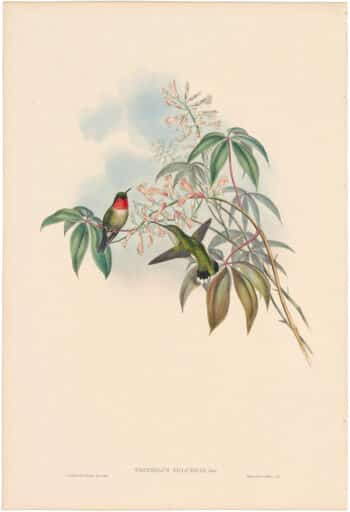 Gould Hummingbirds, Pl. 131, Ruby-throated Humming-Bird