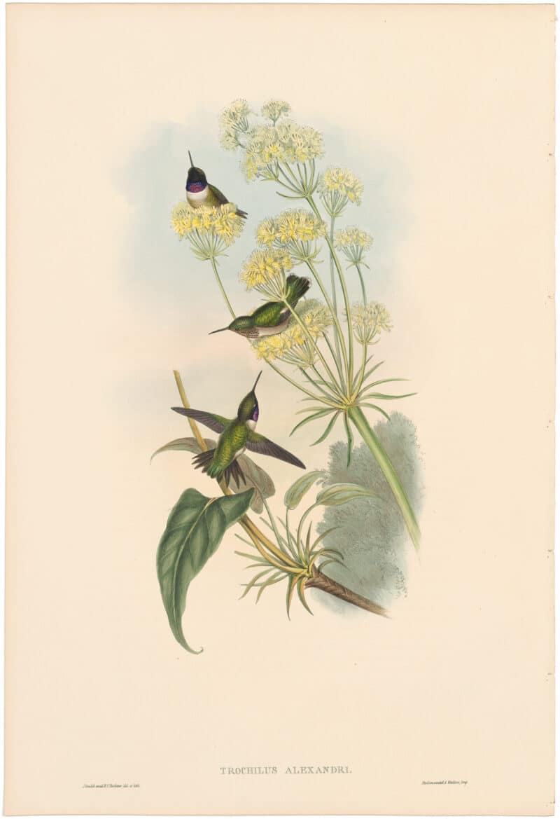 Gould Hummingbirds, Pl. 132, Purple-throated Humming-bird