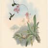 Gould Hummingbirds, Pl. 133, Little Humming-Bird
