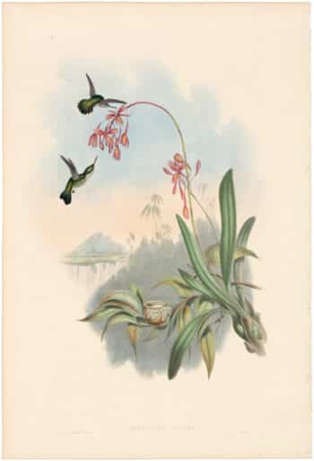 Gould Hummingbirds, Pl. 133, Little Humming-Bird