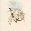Gould Hummingbirds, Pl. 134, Costa's Calypte