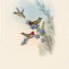 Gould Hummingbirds, Pl. 135, Anna's Calypte