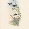 Gould Hummingbirds, Pl. 136, Helena's Calpte