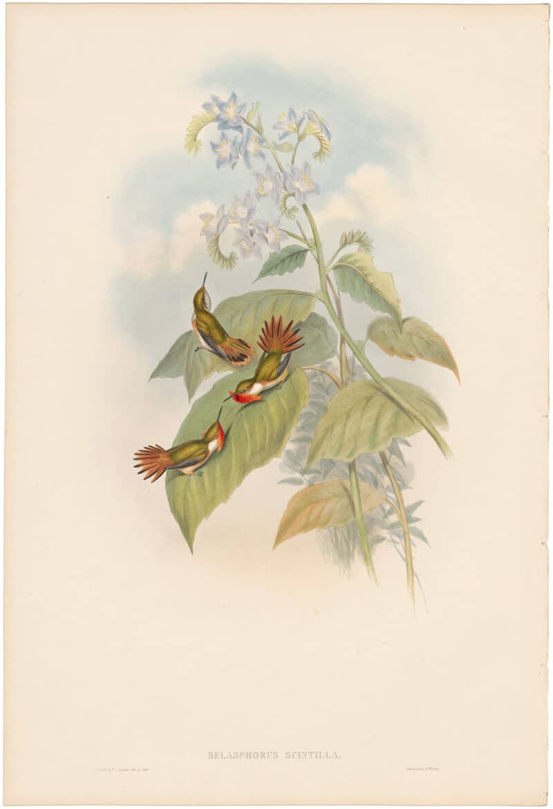 Gould Hummingbirds, Pl. 138, Little Flame-bearer