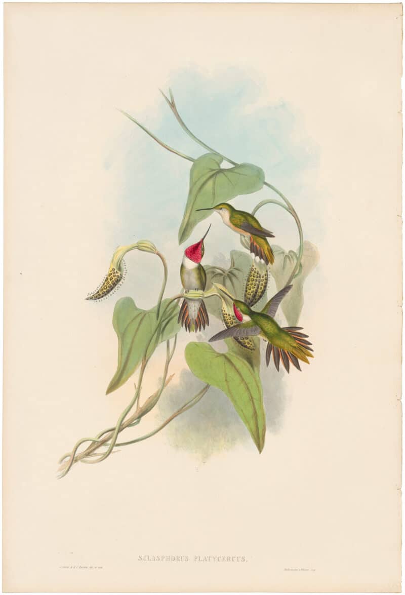 Gould Hummingbirds, Pl. 140, Braod-tailed Flame-bearer