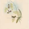 Gould Hummingbirds, Pl. 141, Heloisa's Flame-bearer