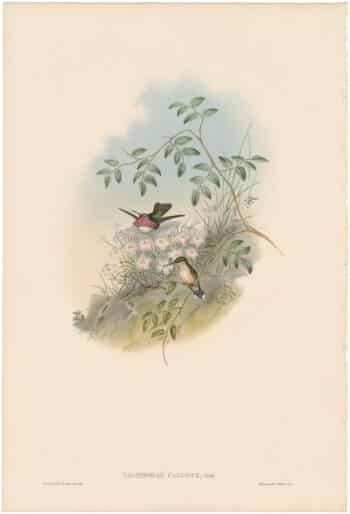 Gould Hummingbirds, Pl. 142, Mexican Satellite