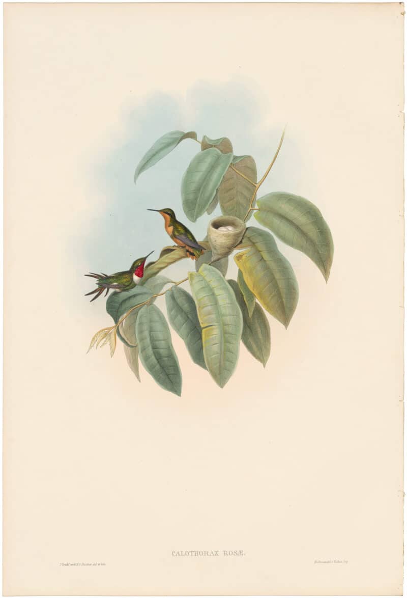 Gould Hummingbirds, Pl. 149, Crimson-throated Wood-Star
