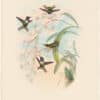 Gould Hummingbirds, Pl. 150, Jourdan's Wood-Star