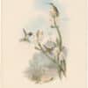 Gould Hummingbirds, Pl. 152, Yarrell's Wood-Star