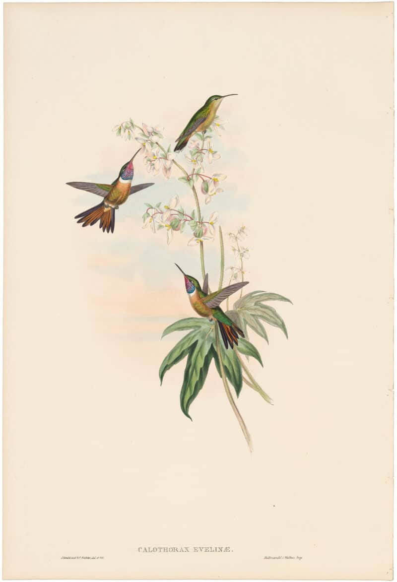 Gould Hummingbirds, Pl. 156, Bahama Wood-Star