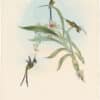 Gould Hummingbirds, Pl. 157, Slender Shear-tail