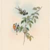 Gould Hummingbirds, Pl. 158, Sparkling-tail