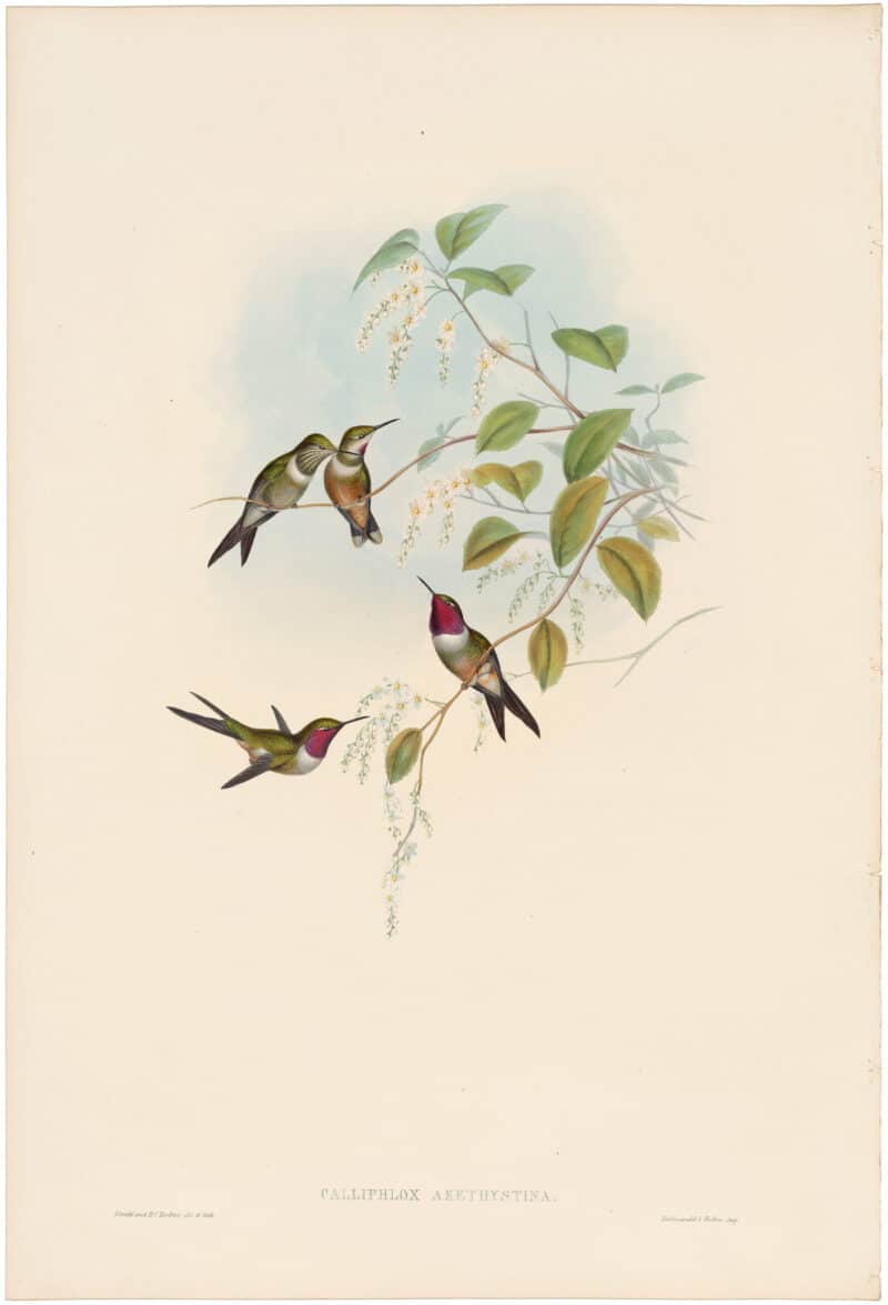 Gould Hummingbirds, Pl. 159, The Amethyst