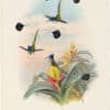Gould Hummingbirds, Pl. 161, Marvellous Humming-bird
