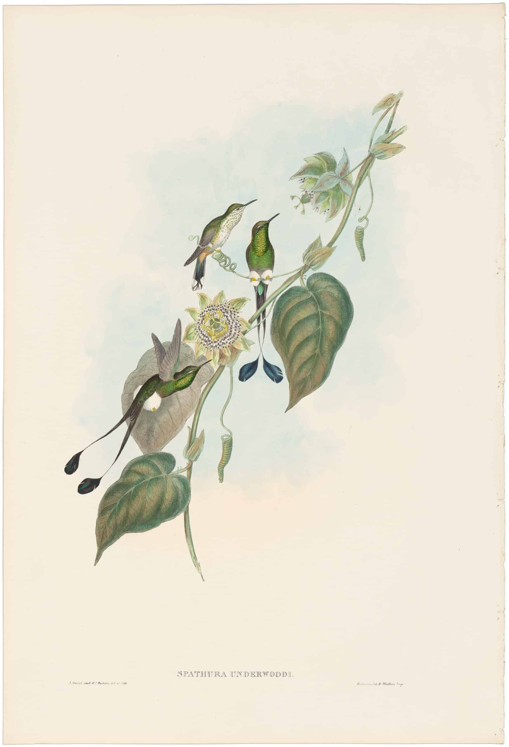 Gould Hummingbirds, Pl. 162, White-booted Racket-tail