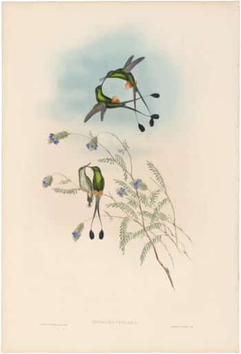 Gould Hummingbirds, Pl. 164, Peruvian Racket-tail