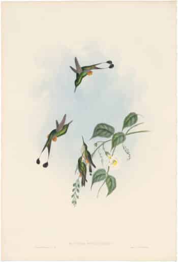 Gould Hummingbirds, Pl. 165, Red-booted Racket-tail