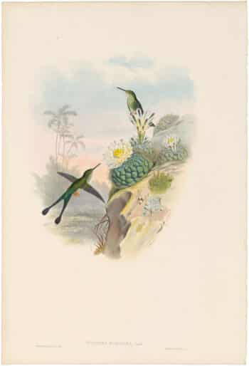 Gould Hummingbirds, Pl. 166, Scissor-tailed Racket-tail