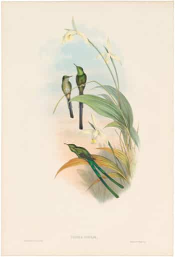 Gould Hummingbirds, Pl. 167, Bogota Train-bearer