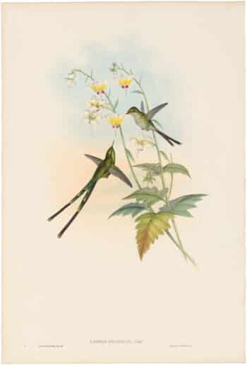 Gould Hummingbirds, Pl. 168, Graceful Train-bearer
