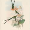Gould Hummingbirds, Pl. 169, Nouna-Koali