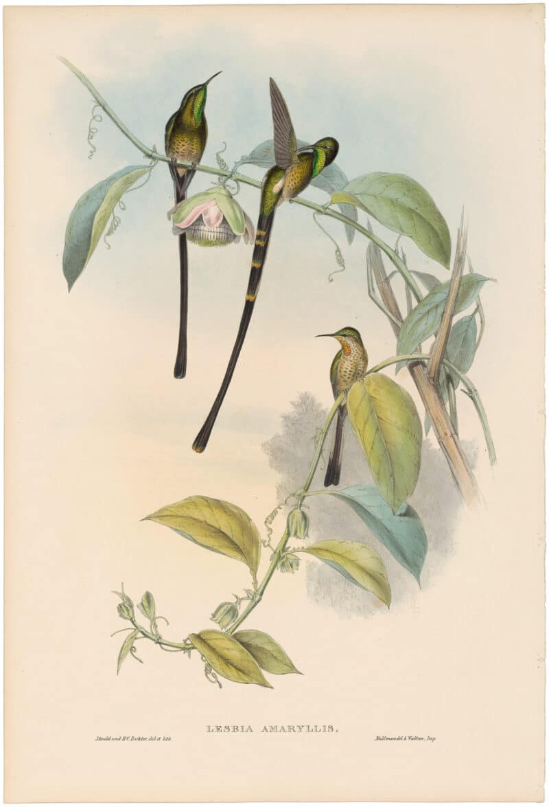 Gould Hummingbirds, Pl. 170, Train-bearer