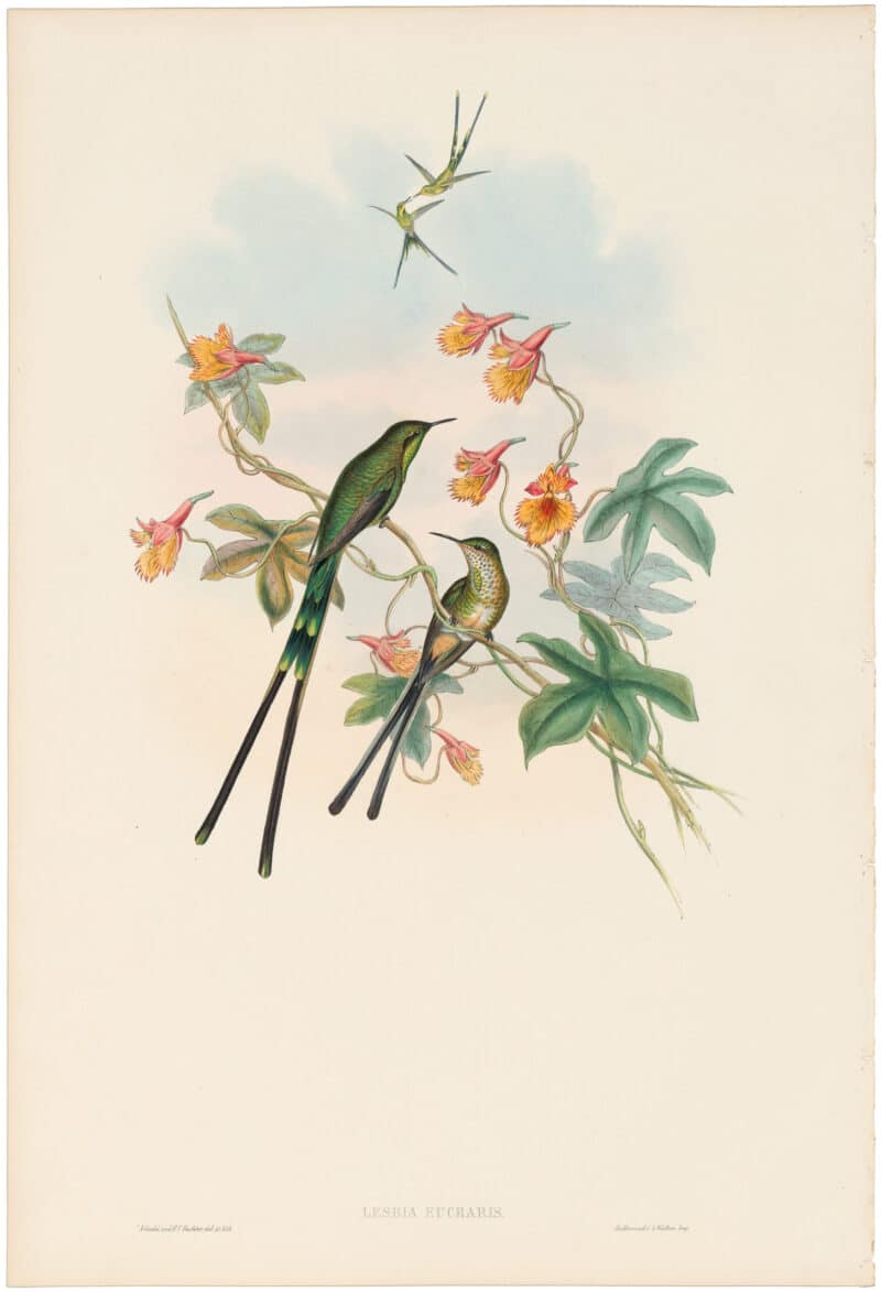 Gould Hummingbirds, Pl. 171, Train-bearer