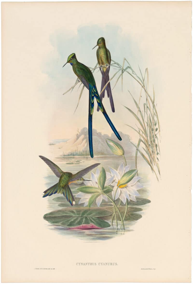 Gould Hummingbirds, Pl. 172, Blue-Tailed Sylph