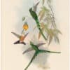 Gould Hummingbirds, Pl. 173, Green-Tailed Sylph
