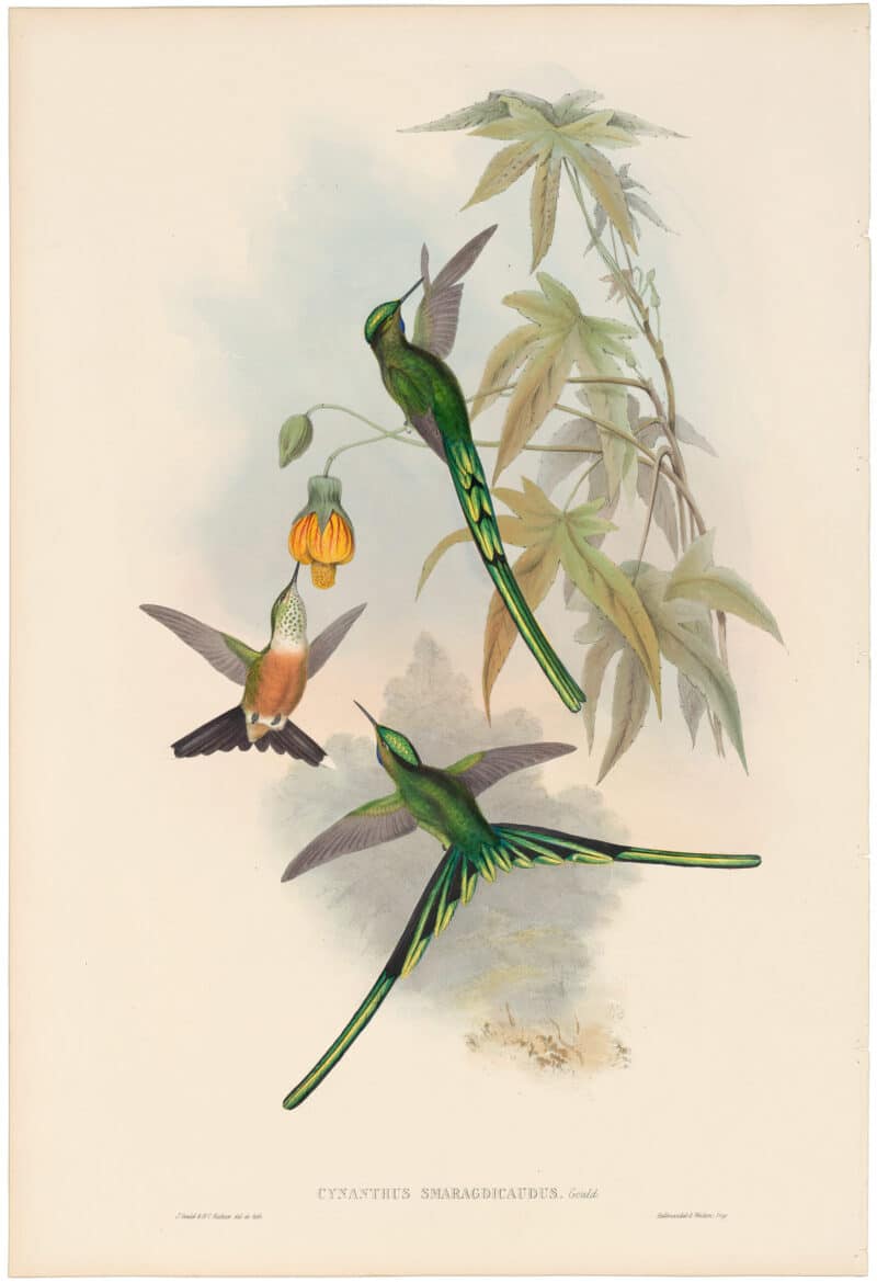 Gould Hummingbirds, Pl. 173, Green-Tailed Sylph