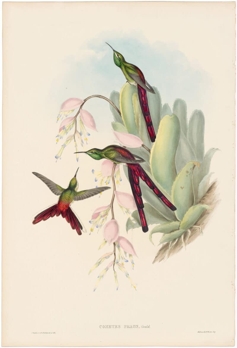 Gould Hummingbirds, Pl. 175, The Phaon Comet
