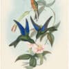 Gould Hummingbirds, Pl. 178, Temminck's Sapphire-wing