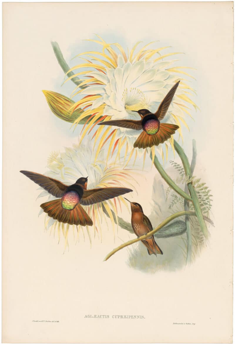 Gould Hummingbirds, Pl. 179, Shining Sun-beam