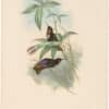 Gould Hummingbirds, Pl. 180, Castelnau's Sunbeam