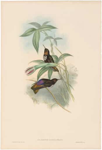 Gould Hummingbirds, Pl. 180, Castelnau's Sunbeam