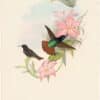 Gould Hummingbirds, Pl. 181, Pamela's Sunbeam