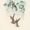 Gould Hummingbirds, Pl. 182, Guerin's Helmet-crest