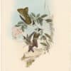 Gould Hummingbirds, Pl. 183, Linden's Helmet-crest