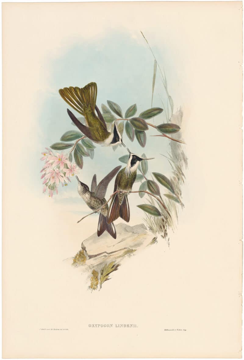 Gould Hummingbirds, Pl. 183, Linden's Helmet-crest