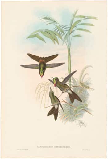Gould Hummingbirds, Pl. 184, Columbian Thorn-bill