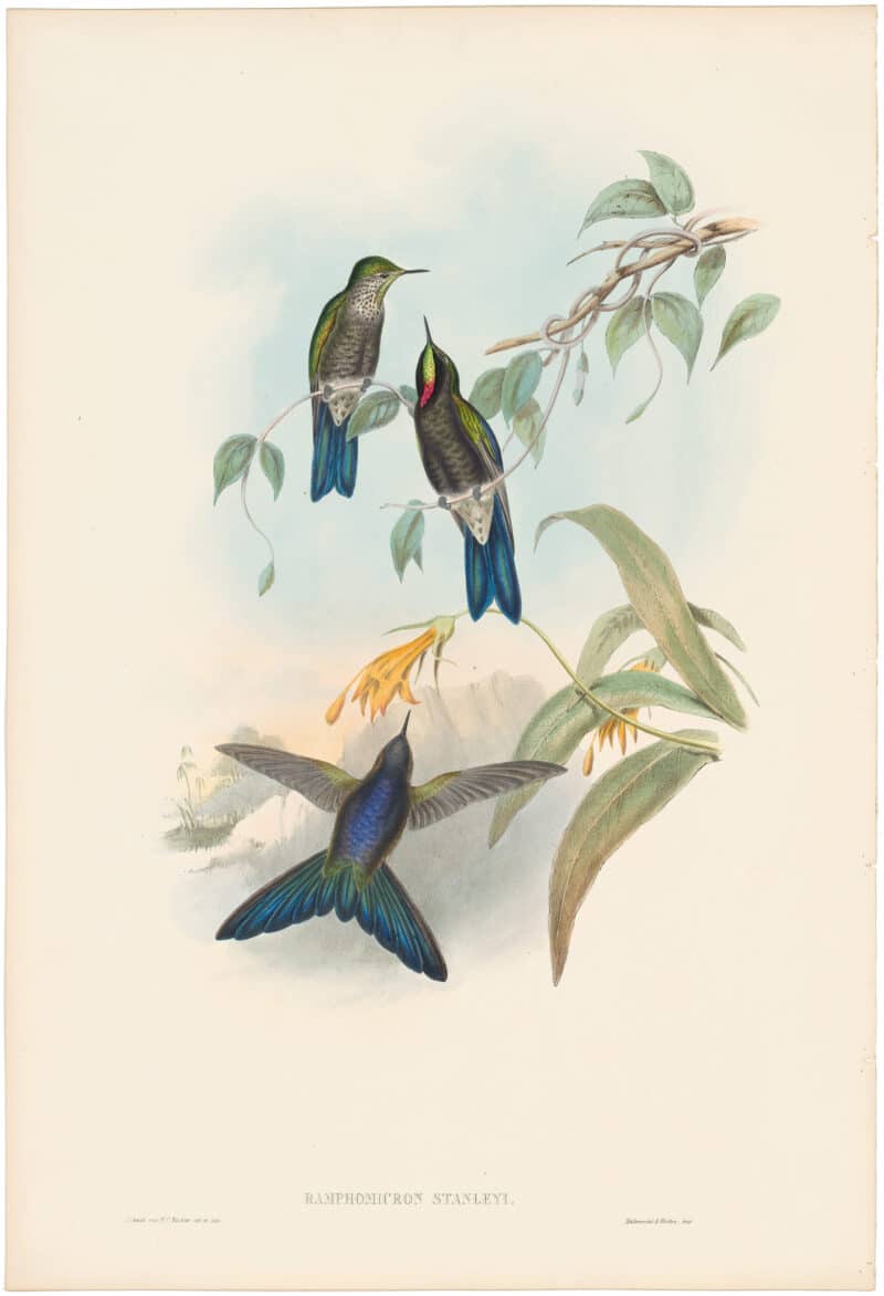 Gould Hummingbirds, Pl. 185, Stanley's Thorn-bill