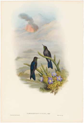 Gould Hummingbirds, Pl. 186, Southern Thorn-bill